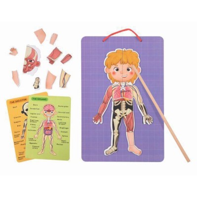 Tooky Toys Εκπαιδευτικός Μαγνητικός Πίνακας Body Magnetic Chart TH842 (6972633372301) Tooky Toys Εκπαιδευτικός Μαγνητικός Πίνακας Body Magnetic Chart TH842 (6972633372301)