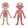 Tooky Toys Εκπαιδευτικός Μαγνητικός Πίνακας Body Magnetic Chart TH842 (6972633372301)
