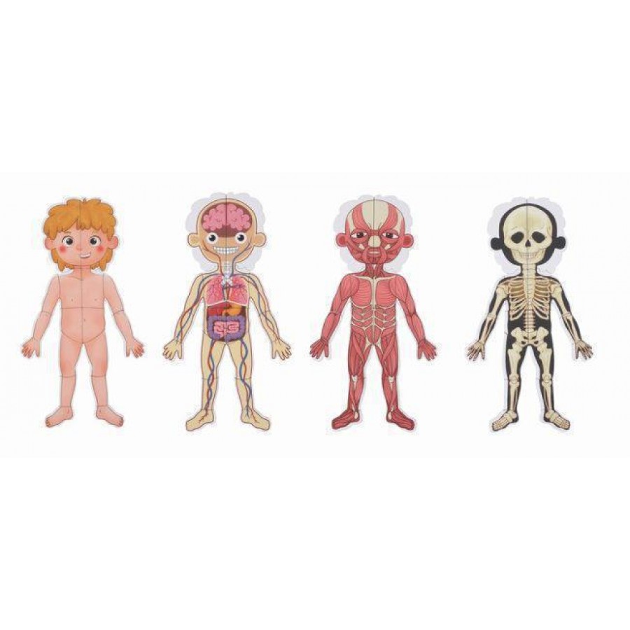 Tooky Toys Εκπαιδευτικός Μαγνητικός Πίνακας Body Magnetic Chart TH842 (6972633372301)